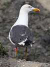 adult LBBG Dutch intergrade in September, ringed in the Netherlands. (85708 bytes)